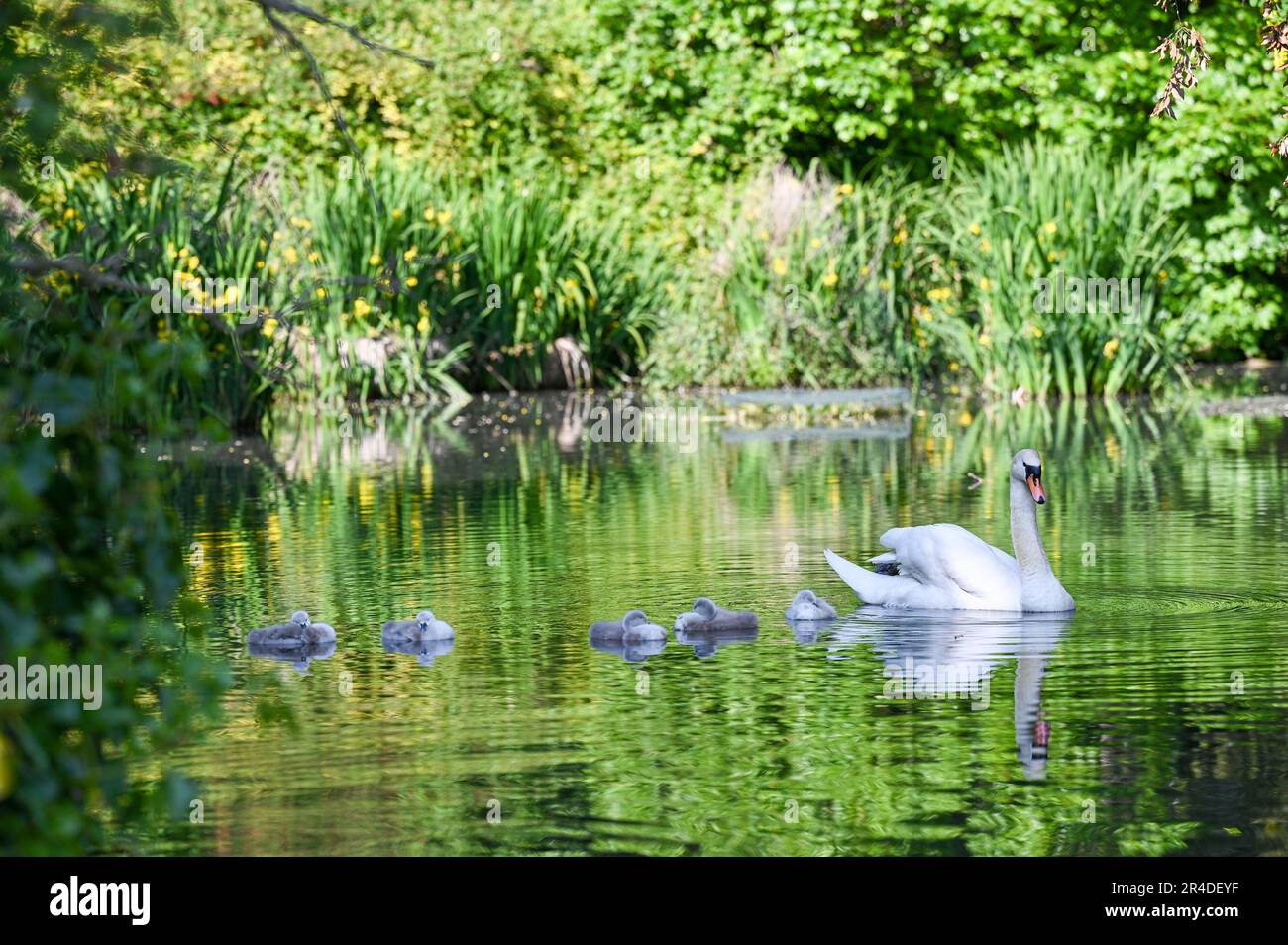 Brighton UK 27th May 2023 - A Mute Swan keeps an eye on her cygnets as they enjoy a beautiful sunny afternoon on Queens Park pond in Brighton : Credit Simon Dack / Alamy Live News Stock Photo