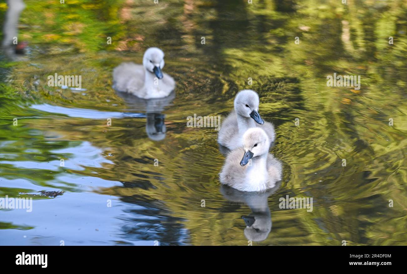Brighton UK 27th May 2023 - Mute Swan cygnets enjoy a beautiful sunny afternoon on Queens Park pond in Brighton : Credit Simon Dack / Alamy Live News Stock Photo