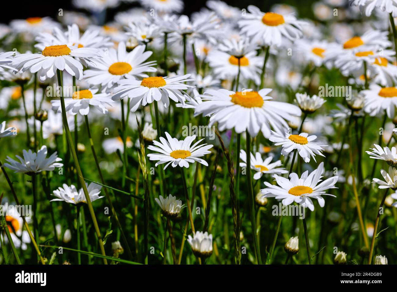 Oxeye Daisy wildflowers in summer meadow. Yellow and white flower heads 'Leucanthemum vulgare' dancing on green stems in field. Dublin, Ireland Stock Photo