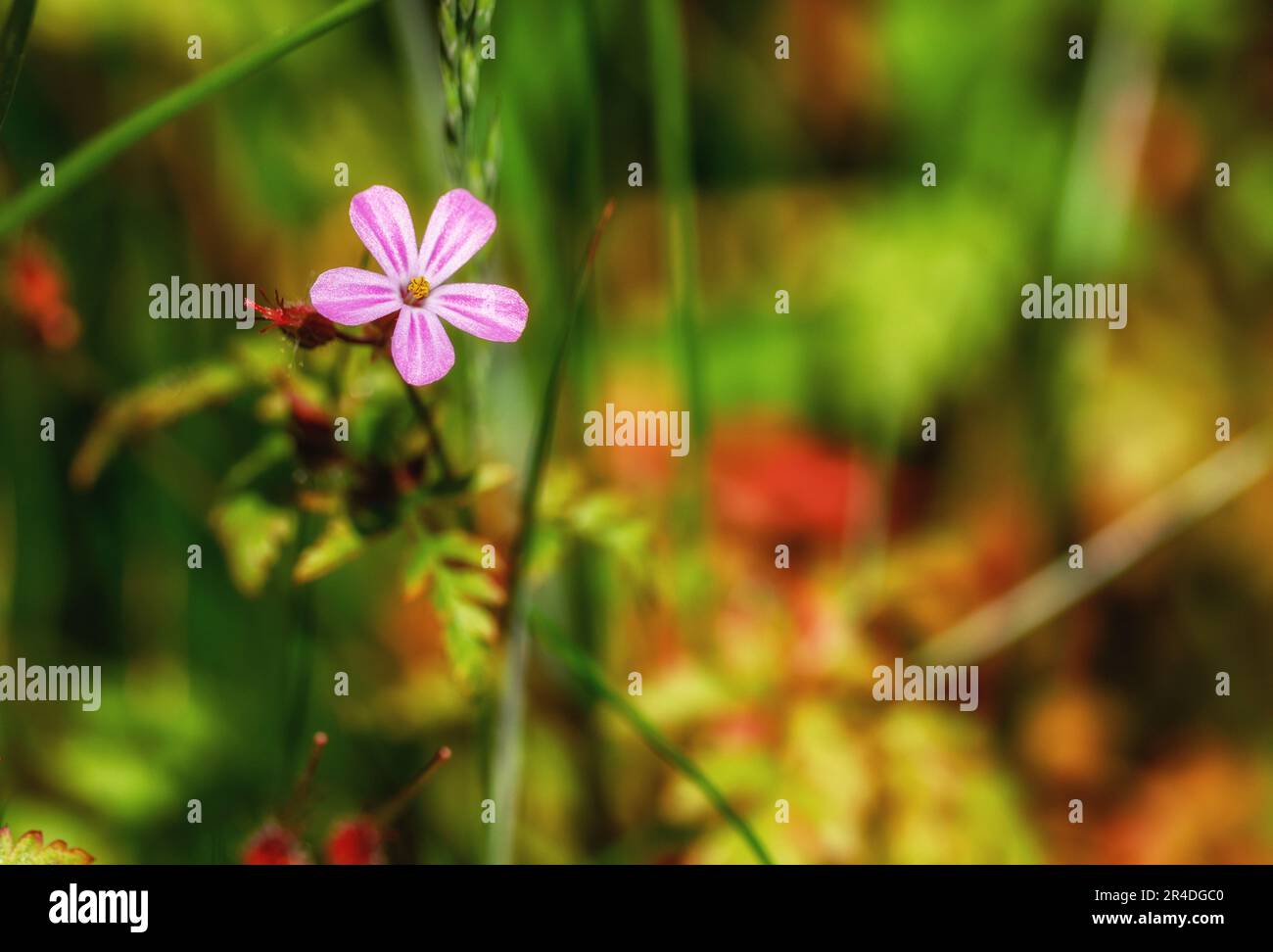 "Pink Purslane" or "Winter Purslane" or "Siberian Spring Beauty
