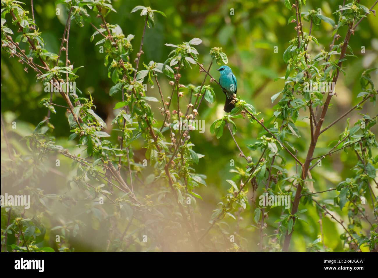 Verditer flycatcher bird, Eumyias thalassinus, Old World flycatcher, in the Himalayas with shade of copper-sulphate blue and dark patch between eyes. Stock Photo