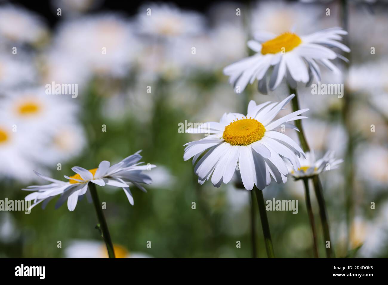 Oxeye Daisy wildflowers in summer meadow. Yellow and white flower heads 'Leucanthemum vulgare' on slender green stems in field. Dublin, Ireland Stock Photo