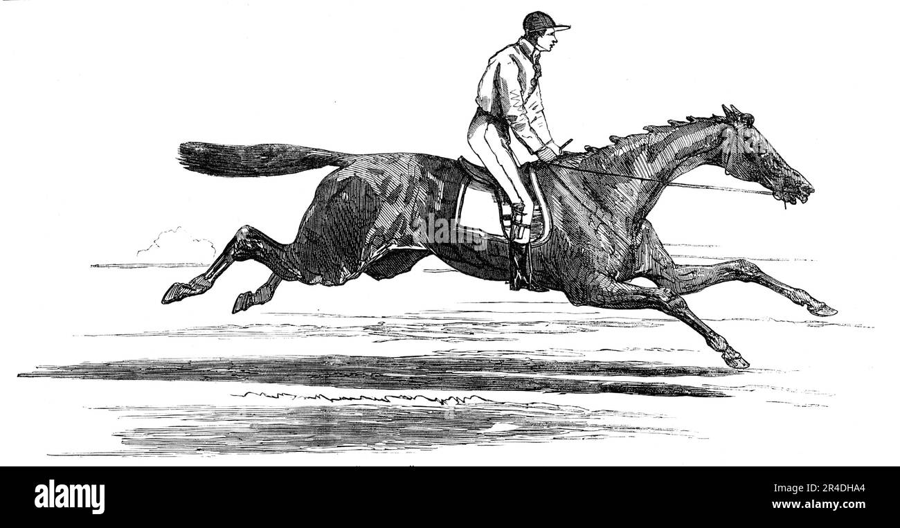 Horseracing horse standing Black and White Stock Photos & Images Alamy