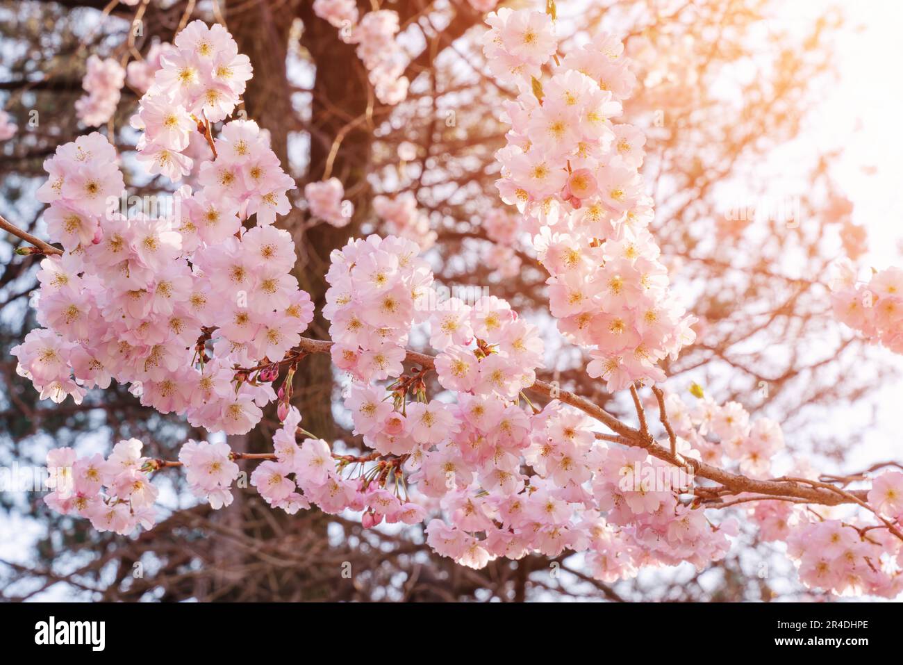 Delicate pink cherry blossoms. Spring in Meran, South Tyrol, northern Italy. Stock Photo