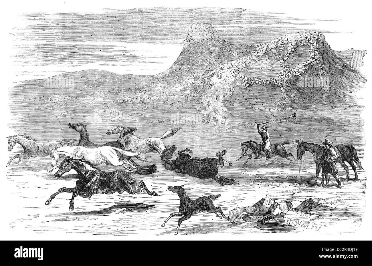 The Spanish-American Guachos [sic] catching wild horses, in the Falkland Islands, 1856. Depiction of '...the mode in which the wild horses are caught in the Falkland Islands by the Spanish-American Gauchos, who are chiefly employed in cattle-farming operations. Taking in his hand two or three stone or lead balls, attached each to the end of a strong cord, the other ends of which are fastened together, the Gaucho gives chase on horseback to the wild animals, swinging the balls round his head in a circle, and, when near enough, he throws them at the hind legs of the horse he selects. The balls, Stock Photo