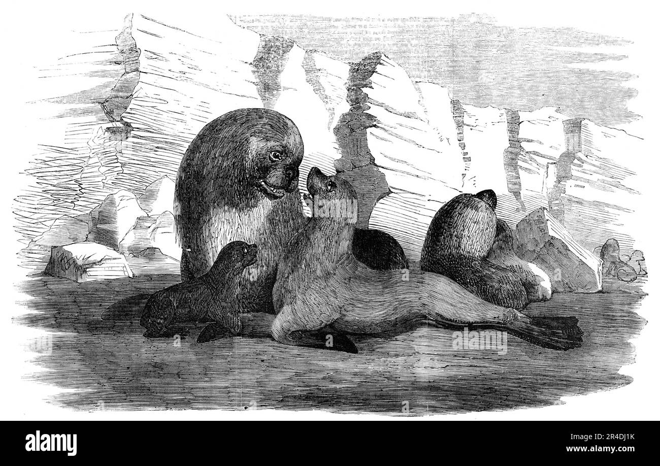 Sea-Lions, in the Falkland Islands, 1856. 'In some of the smaller islands...the seals congregate in great numbers, called rookeries; and, to avoid the danger of attacking them under cover, the sealers set fire to the grass, which, of course, obliges the alarmed inhabitants to scamper helter-skelter down their pathways to the sea, on the road to which they are attacked and slain in great numbers for their oil and skins'. From &quot;Illustrated London News&quot;, 1856. Stock Photo