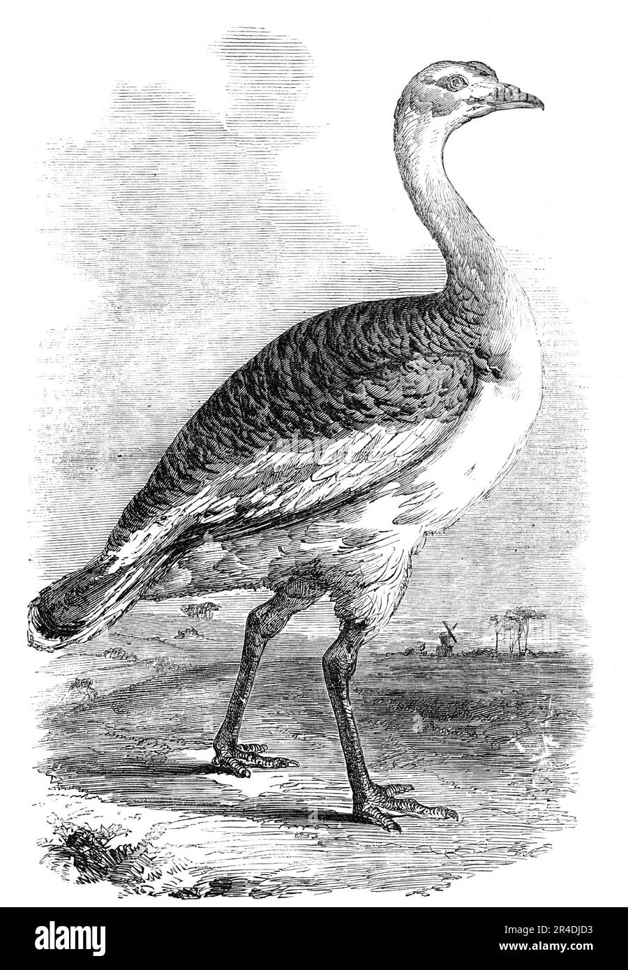 Male Bustard taken near Hungerford, Berks., 1856. 'A very valuable specimen of this almost extinct bird has been seen by the celebrated ornithologist, Mr. William Yarrell, and is by him represented to be a young male bird, of the third year. It is unquestionably the only male specimen of the Great Bustard which has been taken for some years in this country...when taken, [it] had its left leg broken just above the knee-joint; and although it &quot;showed fight&quot; at first, it was ultimately very easily taken on the ground by the little boy who found it...the boy...caught hold of the end of t Stock Photo
