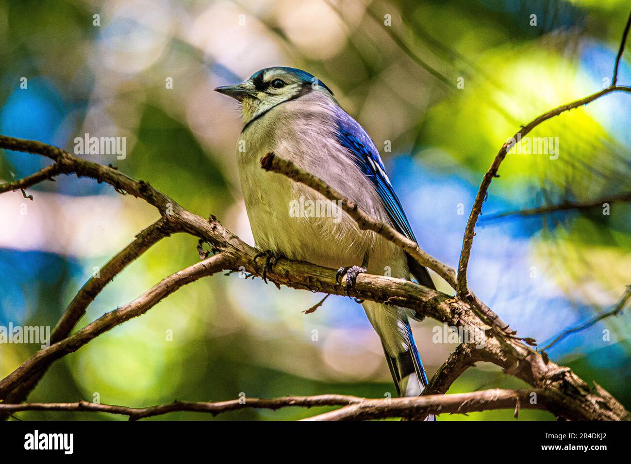 Blue Jay. Birds of Canada. In the Canadian woodland, I met a bird, the symbol of Toronto's Blue Jay baseball team. Stock Photo