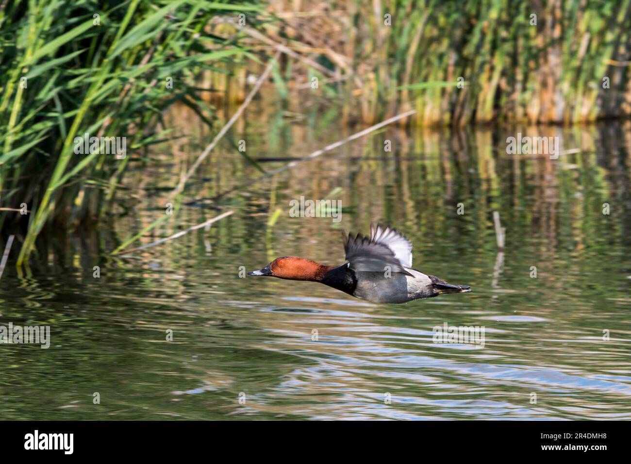 Common pochard (Aythya ferina) adult male flying over water of pond past reed bed / reedbed in spring Stock Photo