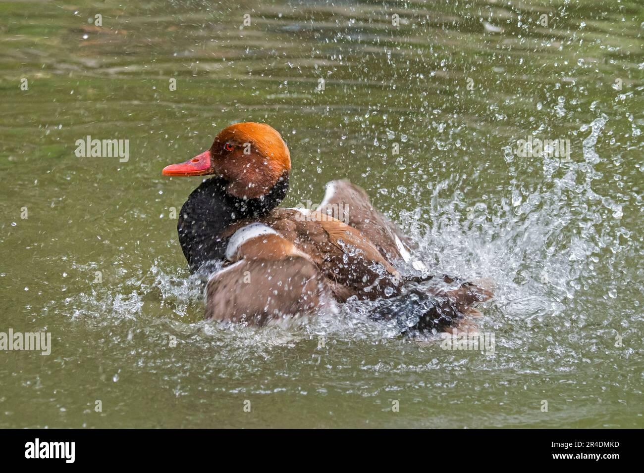 Red-crested pochard (Netta rufina) male in breeding plumage swimming and splashing water by flapping wings in lake in spring Stock Photo