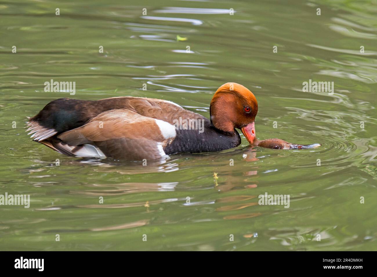 Red-crested pochard (Netta rufina) male mating / copulating with female in water of pond in spring Stock Photo