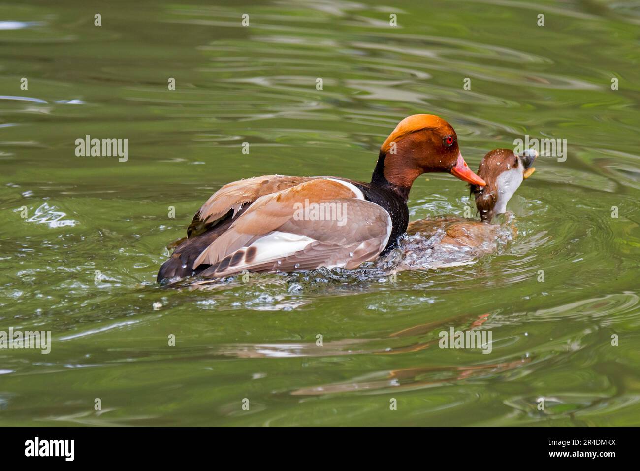 Red-crested pochard (Netta rufina) male mating / copulating with female in water of pond in spring Stock Photo
