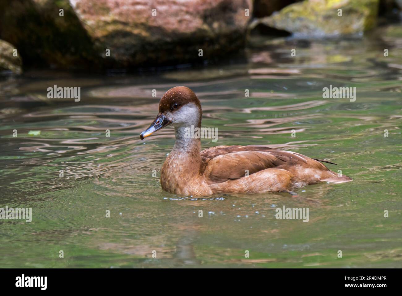 Red-crested pochard (Netta rufina) female swimming in lake in spring Stock Photo