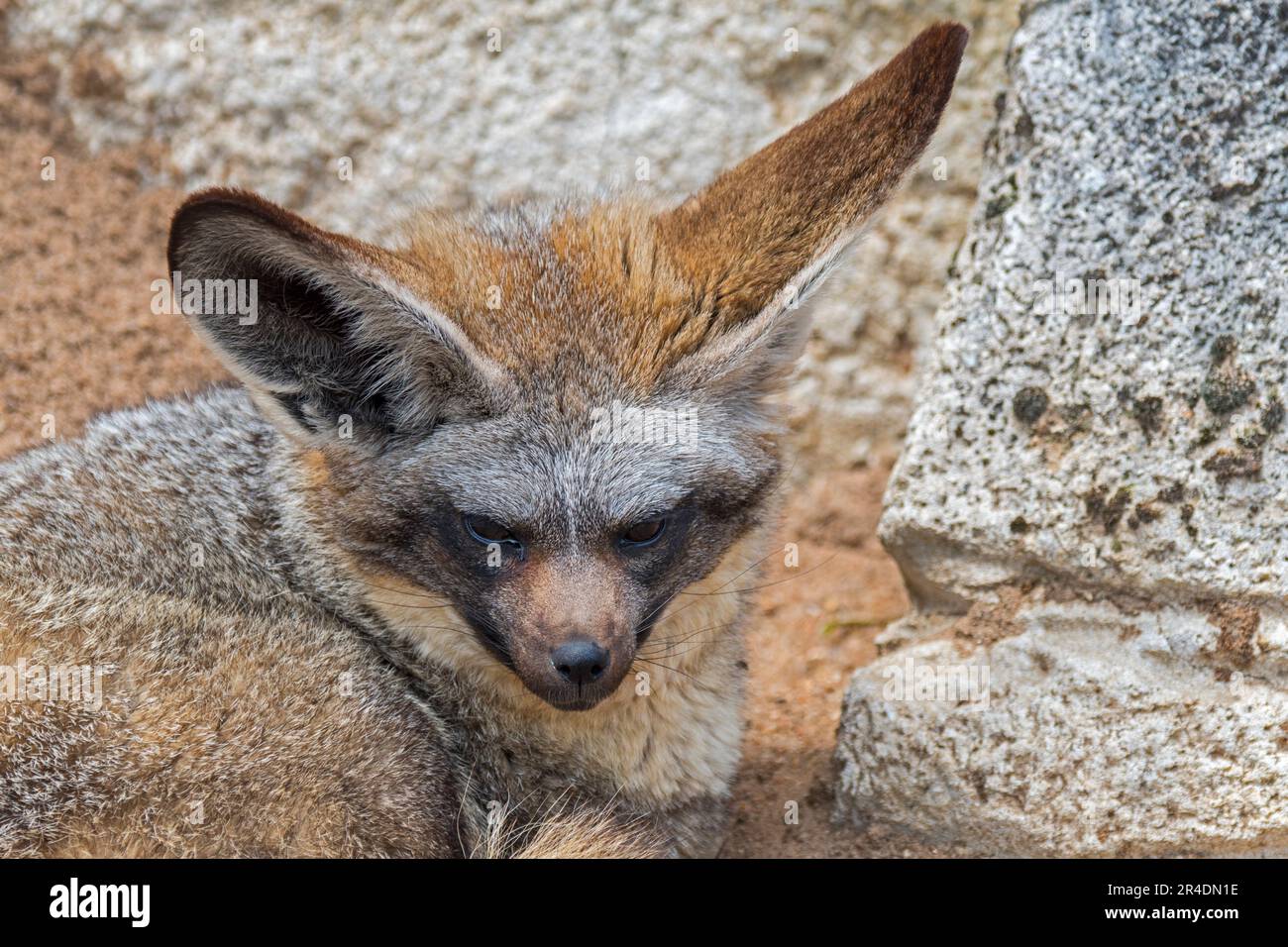 Bat-eared fox (Otocyon megalotis / Canis megalotis) native to the African savanna Stock Photo