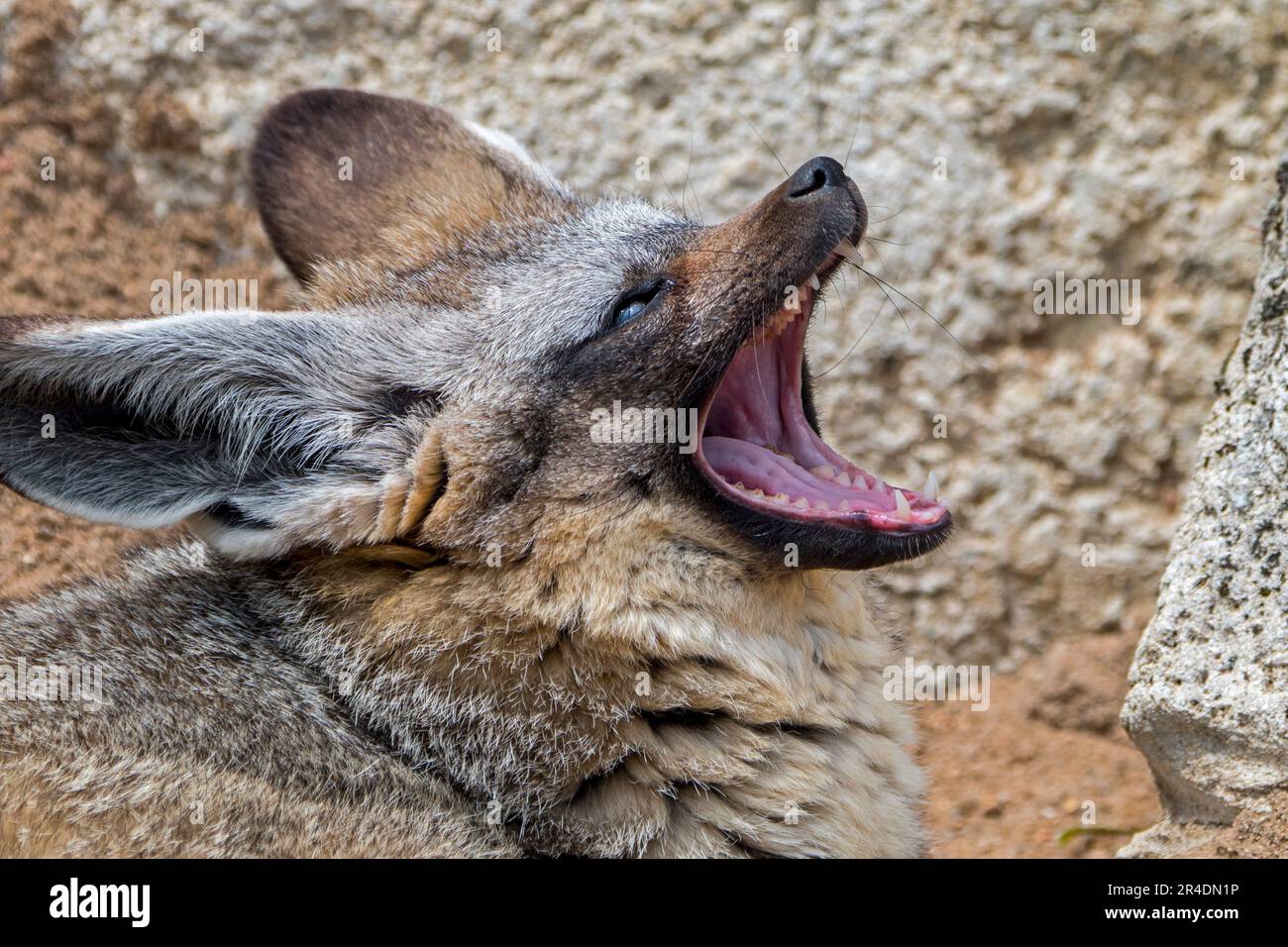 Bat-eared fox (Otocyon megalotis / Canis megalotis) showing teeth, native to the African savanna Stock Photo