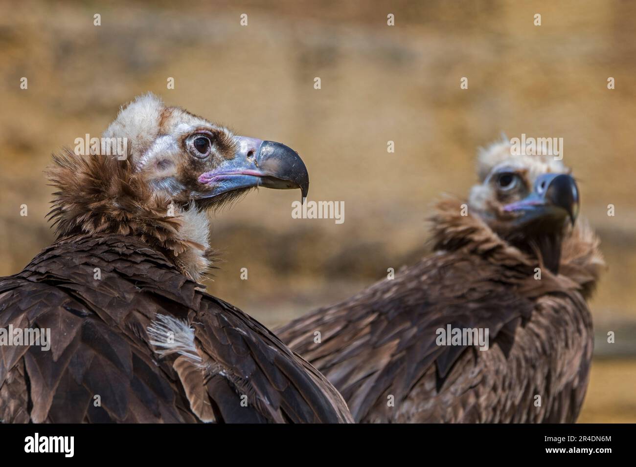 Cinereous vulture / monk vulture / Eurasian black vulture (Aegypius monachus), close-up portrait of couple in rock face Stock Photo