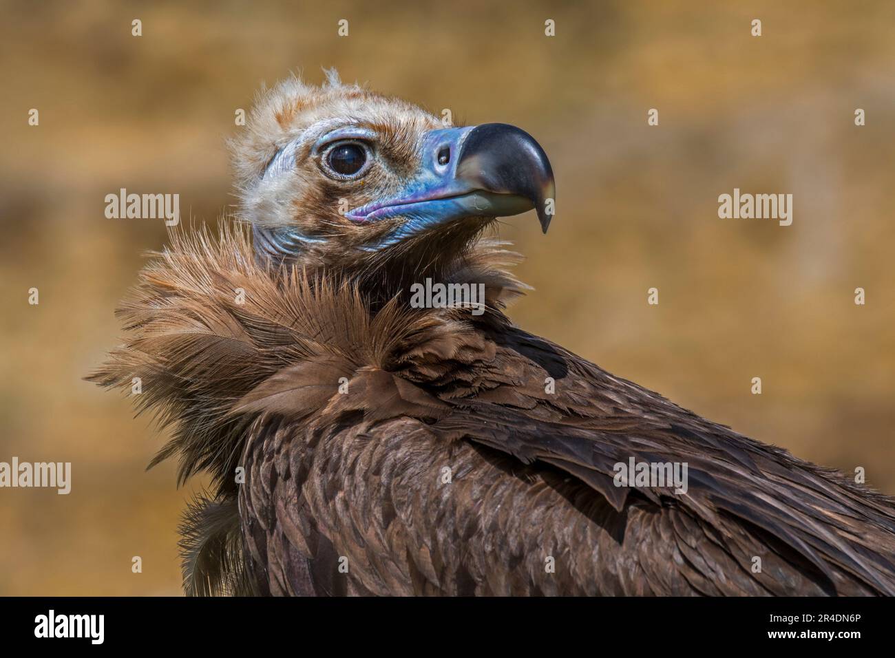 Cinereous vulture / monk vulture / Eurasian black vulture (Aegypius monachus), close-up portrait Stock Photo