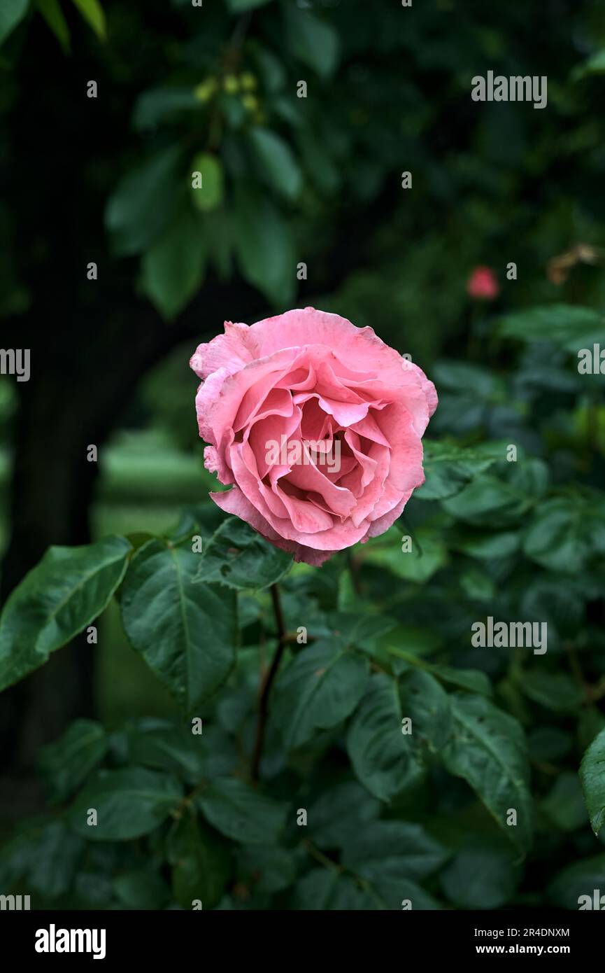 Pink roses with rain drops on it in a bush seen up close Stock Photo ...