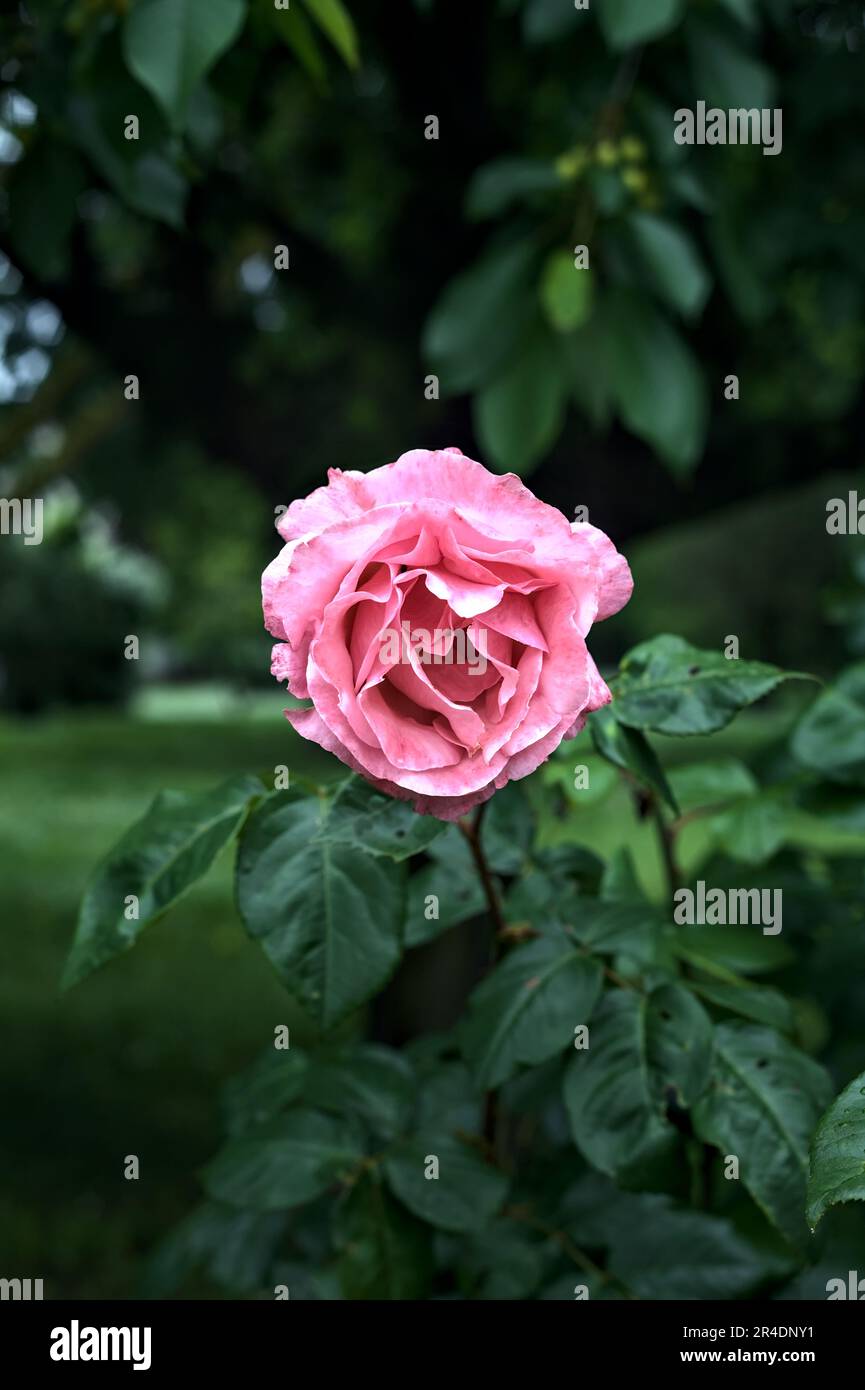 Pink roses with rain drops on it in a bush seen up close Stock Photo ...