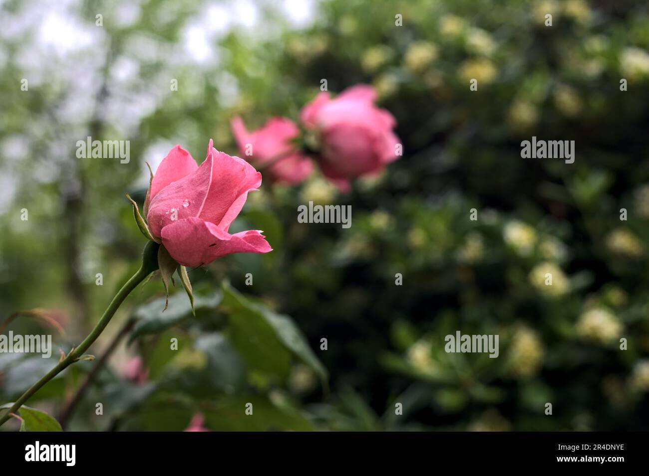 Pink roses with rain drops on it in a bush seen up close Stock Photo ...