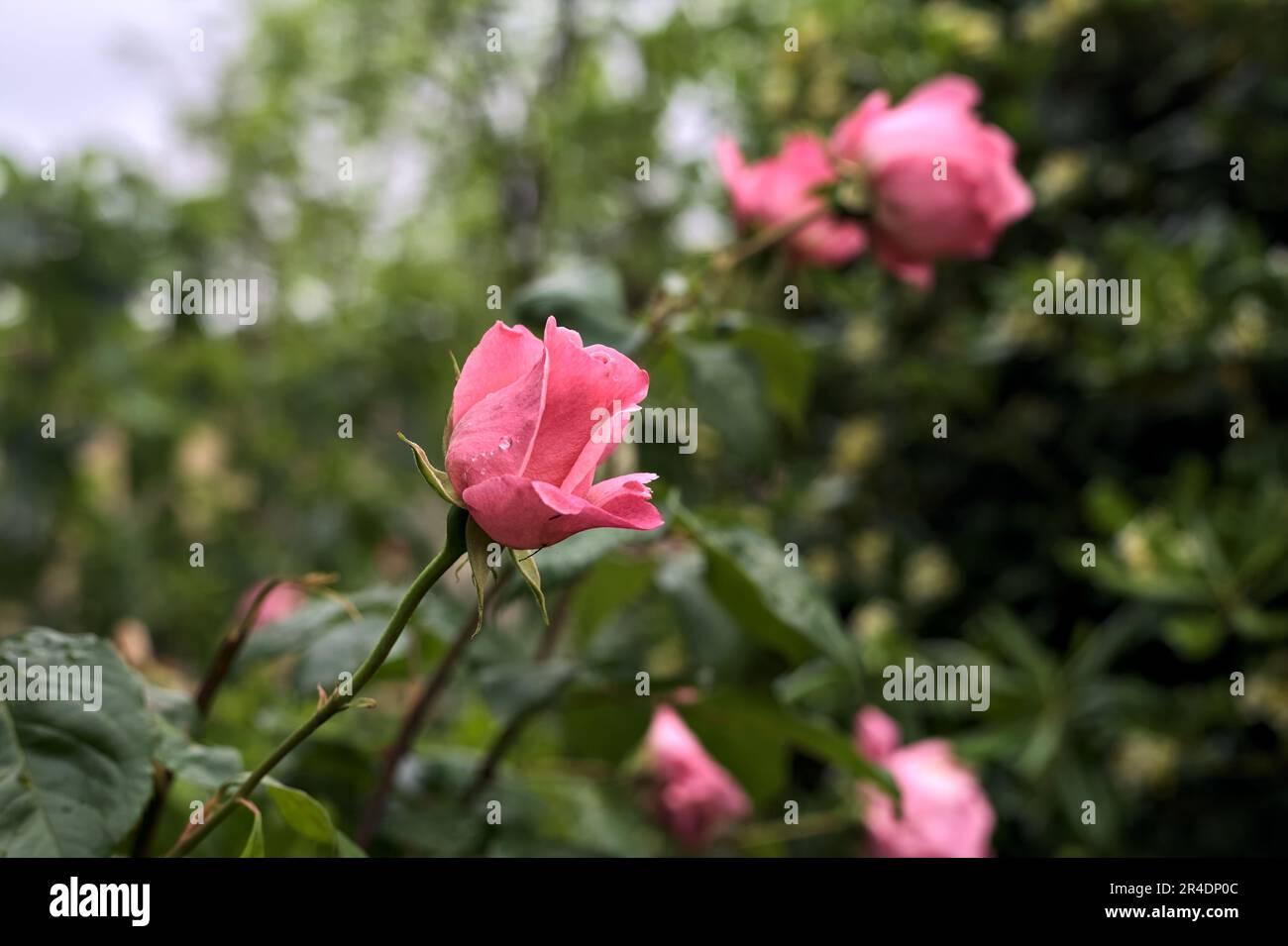 Pink roses with rain drops on it in a bush seen up close Stock Photo ...
