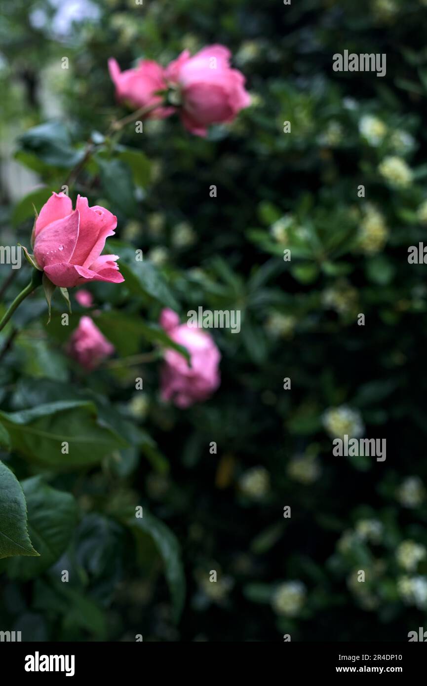 Pink roses with rain drops on it in a bush seen up close Stock Photo ...