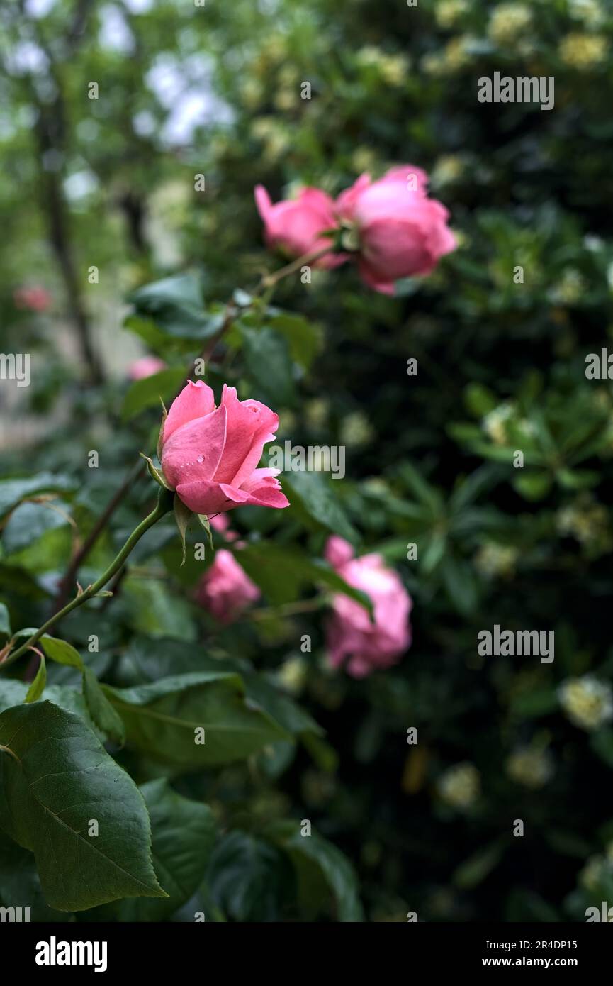 Pink roses with rain drops on it in a bush seen up close Stock Photo ...
