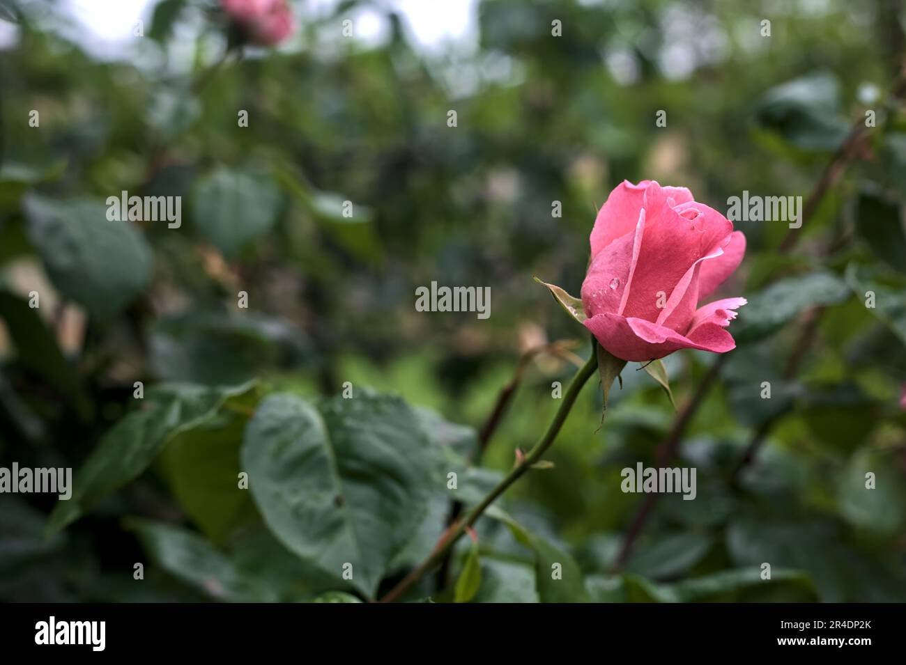 Pink roses with rain drops on it in a bush seen up close Stock Photo ...