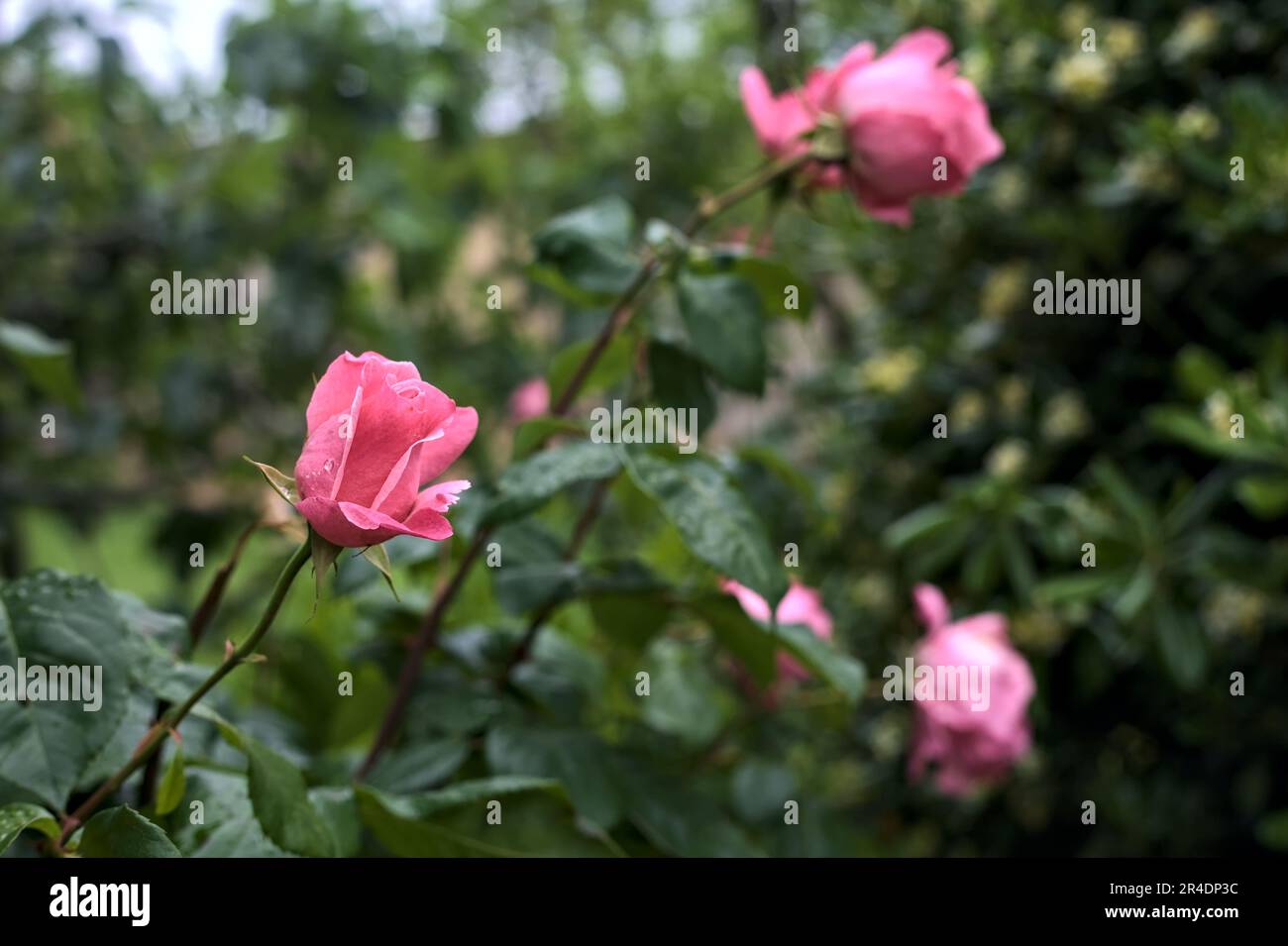Pink roses with rain drops on it in a bush seen up close Stock Photo ...