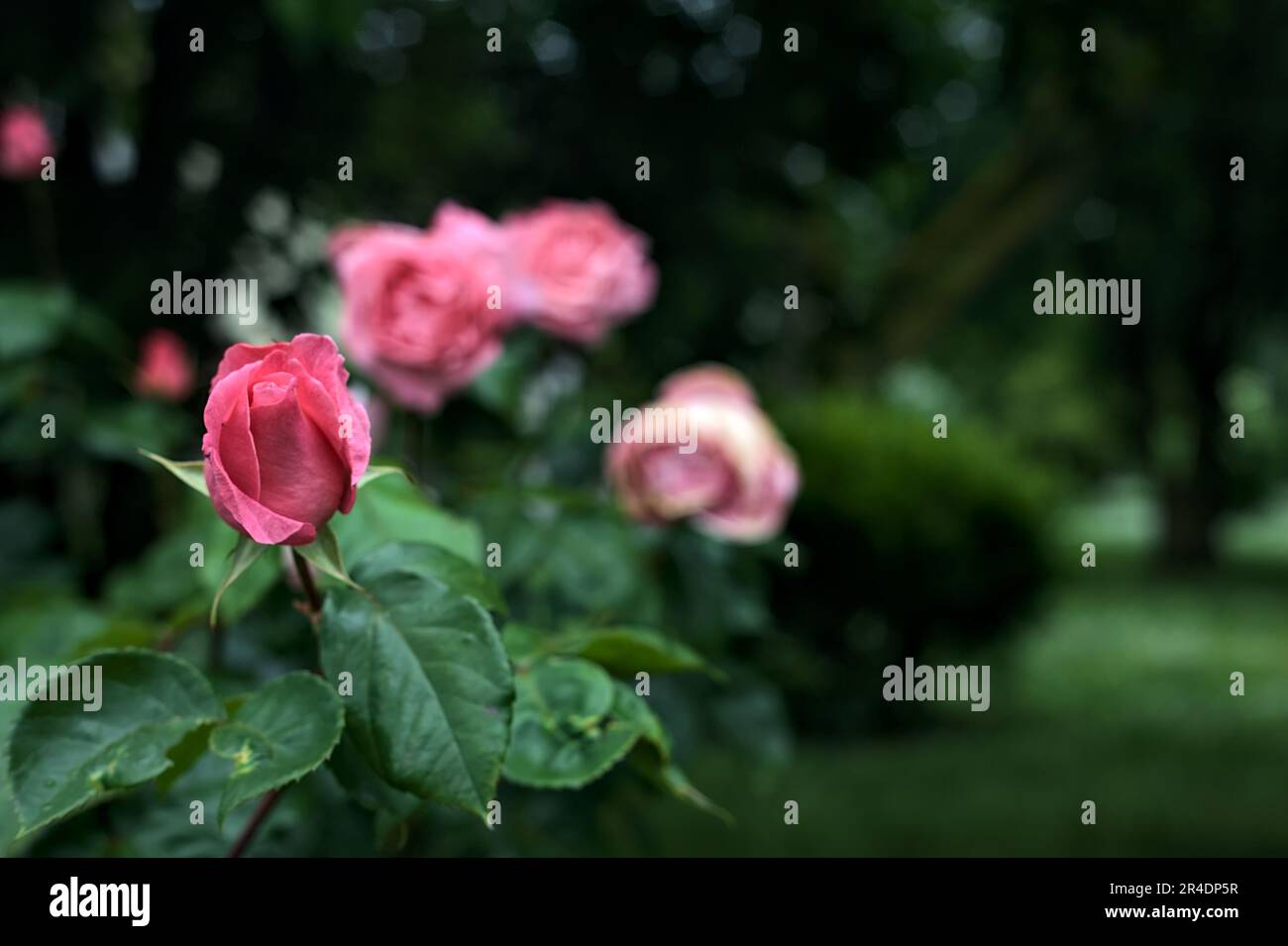 Pink roses with rain drops on it in a bush seen up close Stock Photo ...