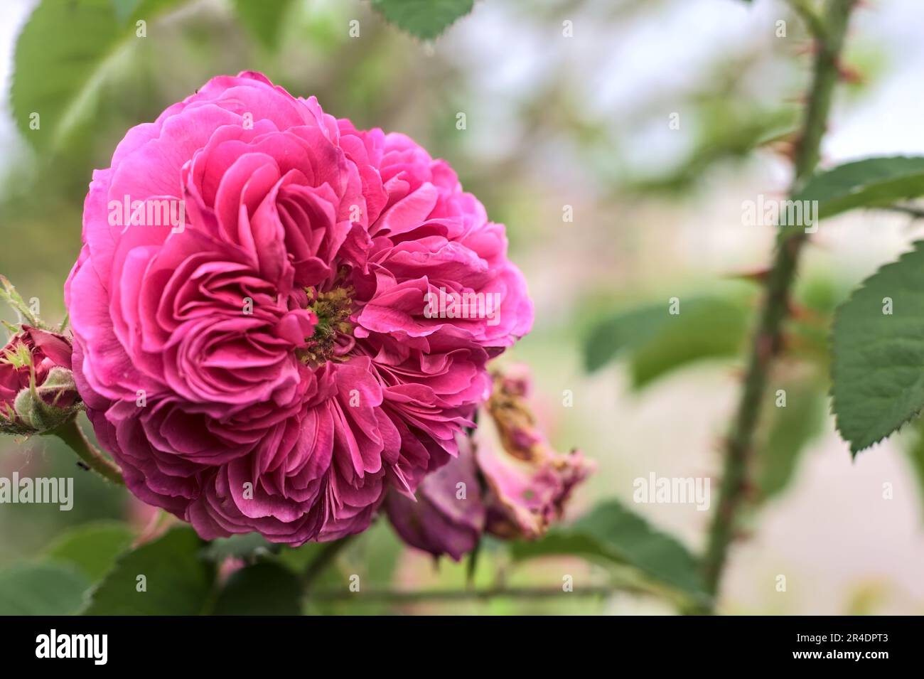 Pink english roses in bloom in a bush seen up close Stock Photo - Alamy