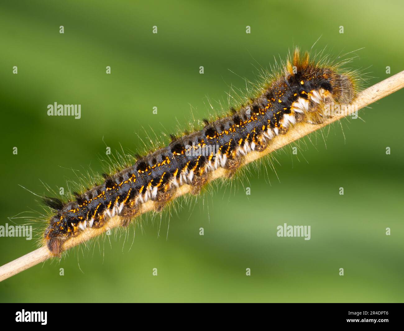 The caterpillar of the Drinker moth (Euthrix potatoria) Stock Photo