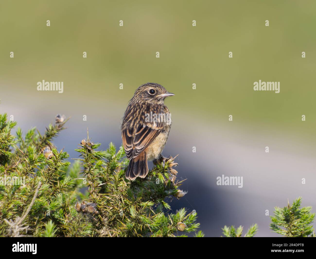 Juvenile European Stonechat (Saxicola torquata) on gorse, Clee Hill Common, Shropshire Stock Photo