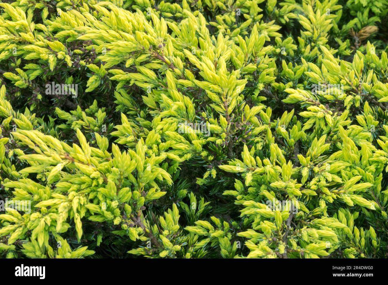 Juniperus 'Goldschatz', Creeping Juniper, Juniperus communis 'Goldschatz' Stock Photo