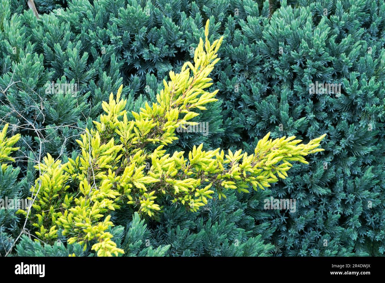 Growing, Juniperus, Yellow, Shoots, Ground cover, Cultivar, Juniperus communis 'Goldschatz' Stock Photo