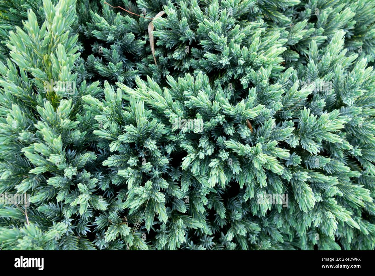 Juniperus 'Blue Star' Hardy Juniperus squamata 'Blue Star' Stock Photo