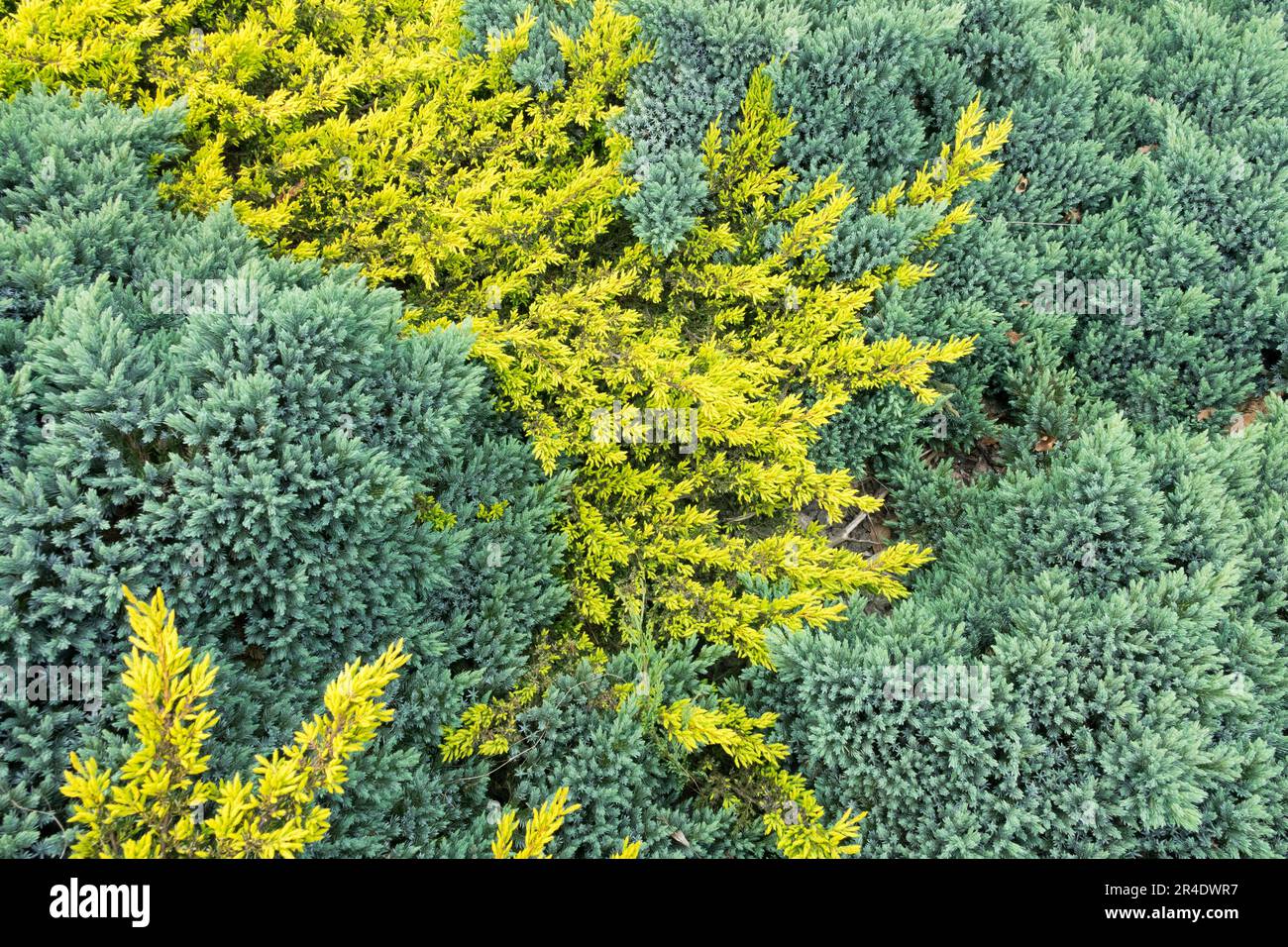 Yellow Blue creepers ground cover plants Stock Photo