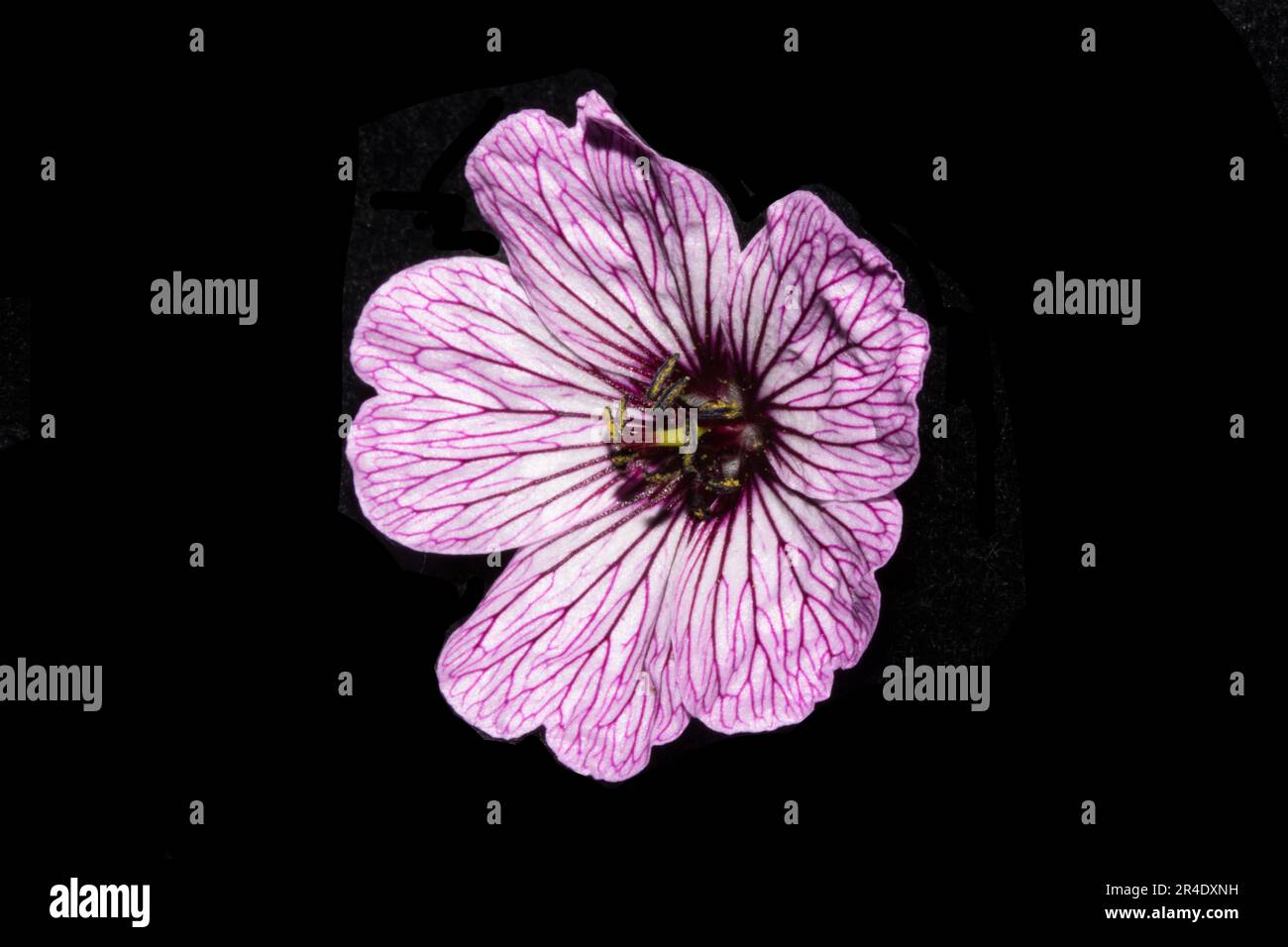 Close Up of a Geranium cinereum Cranesbills Pink and Purple Wild Flower Stock Photo