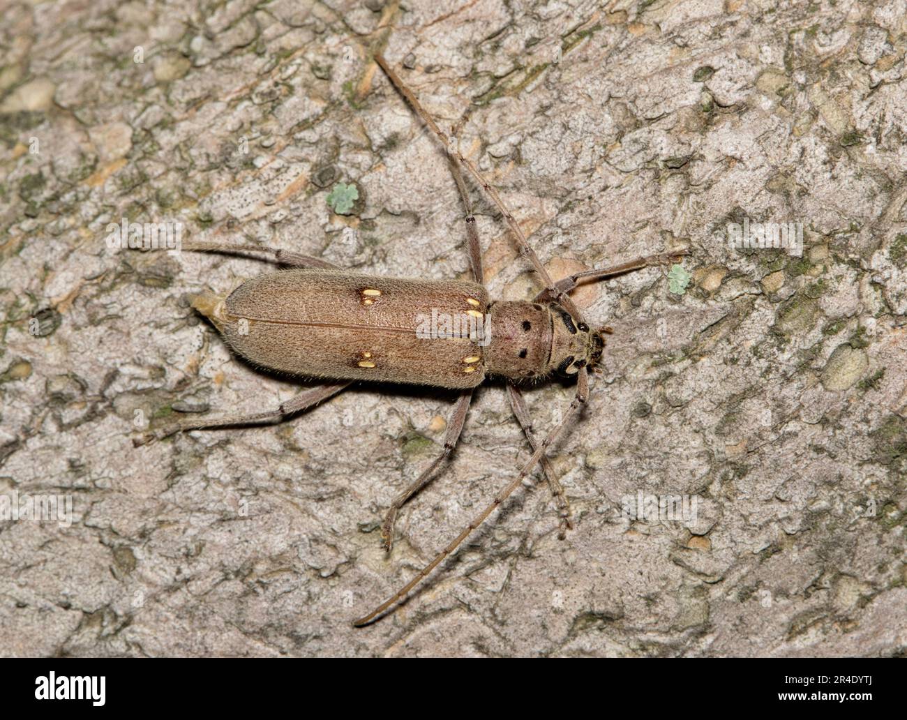 Lesser Ivory-marked Beetle (Eburia mutica) on a tree in Houston, TX dorsal view. Wood-boring beetle found in the Southern USA states. Stock Photo