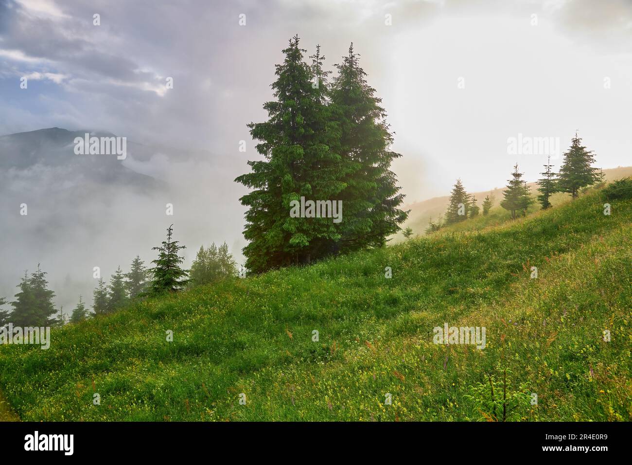 Landscape with fog in mountains and rows of trees Stock Photo - Alamy
