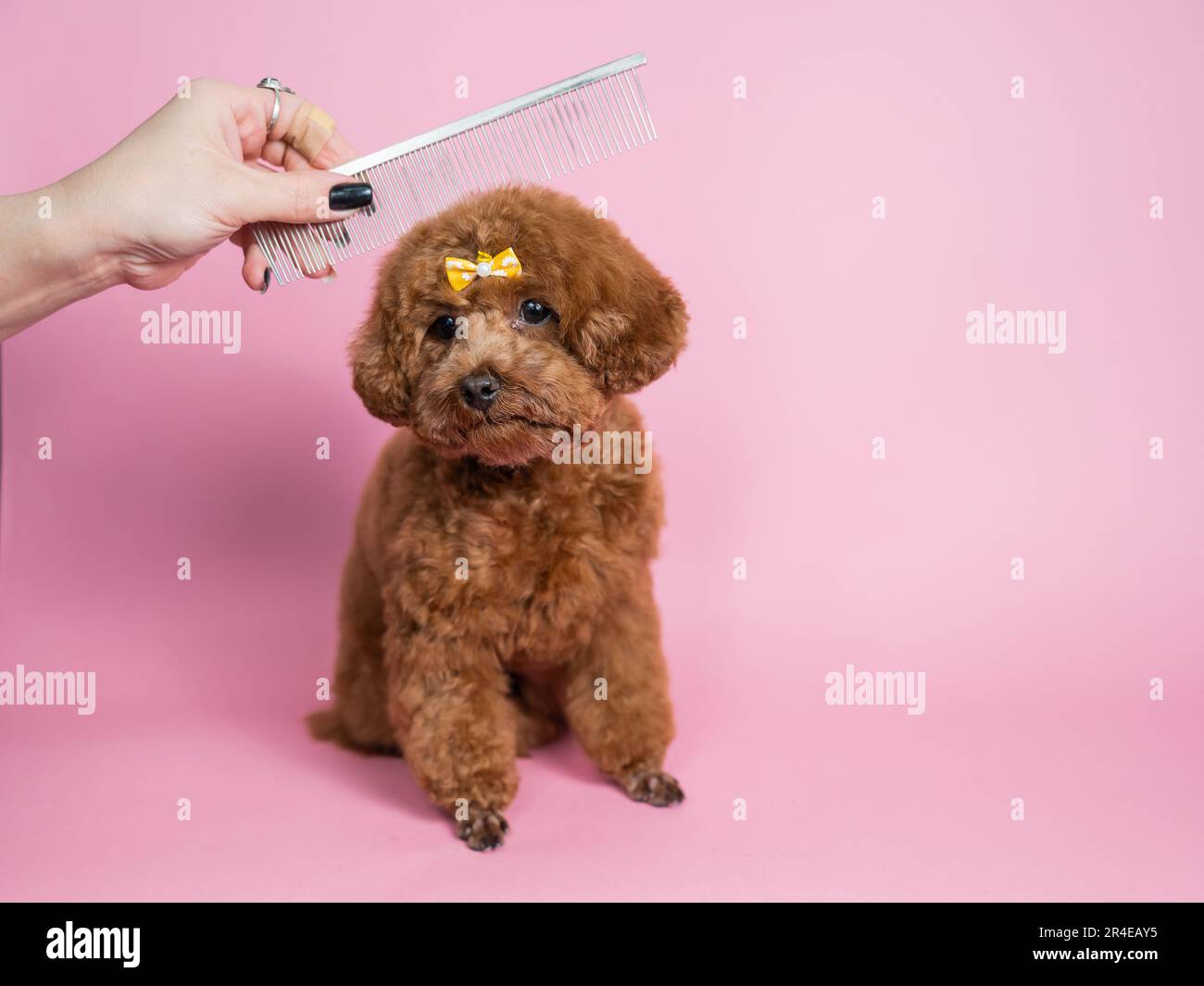 Woman combing a mini poodle on a pink background Stock Photo - Alamy