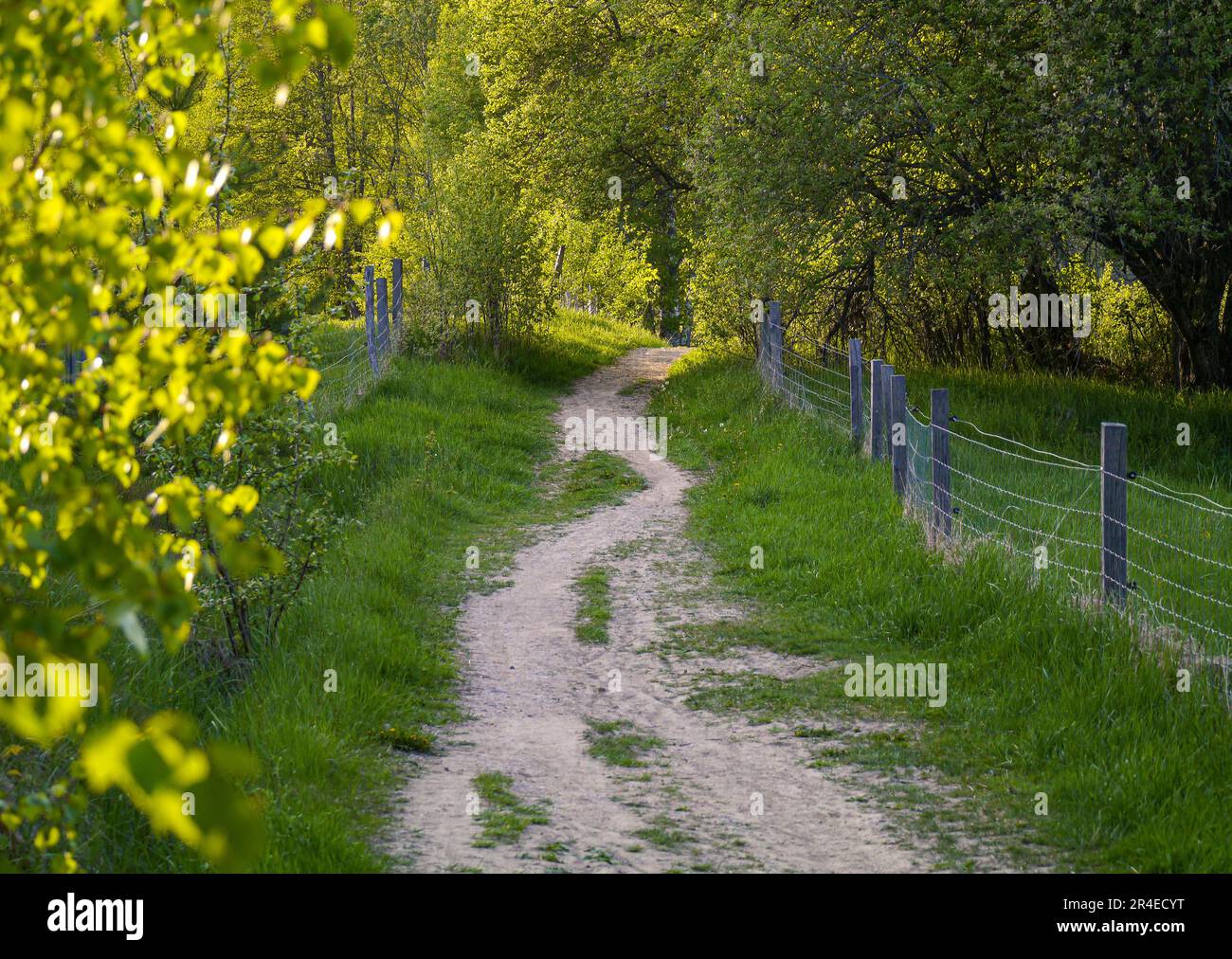 Country road amidst trees hi-res stock photography and images - Alamy