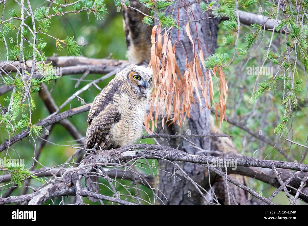 Regurgitate pellets hi-res stock photography and images - Alamy