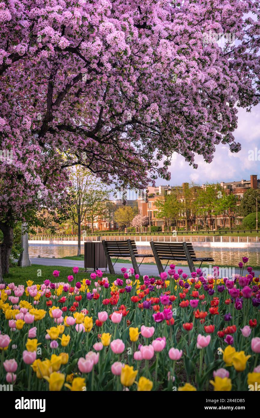 Canada cherry blossom festival hires stock photography and images Alamy