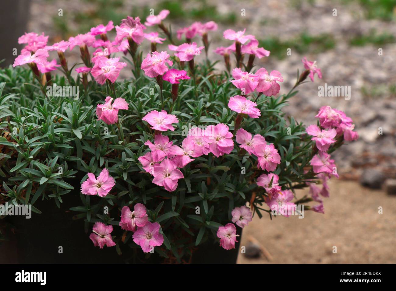 Blooming Dianthus alpinus pink. Garden flowers Stock Photo