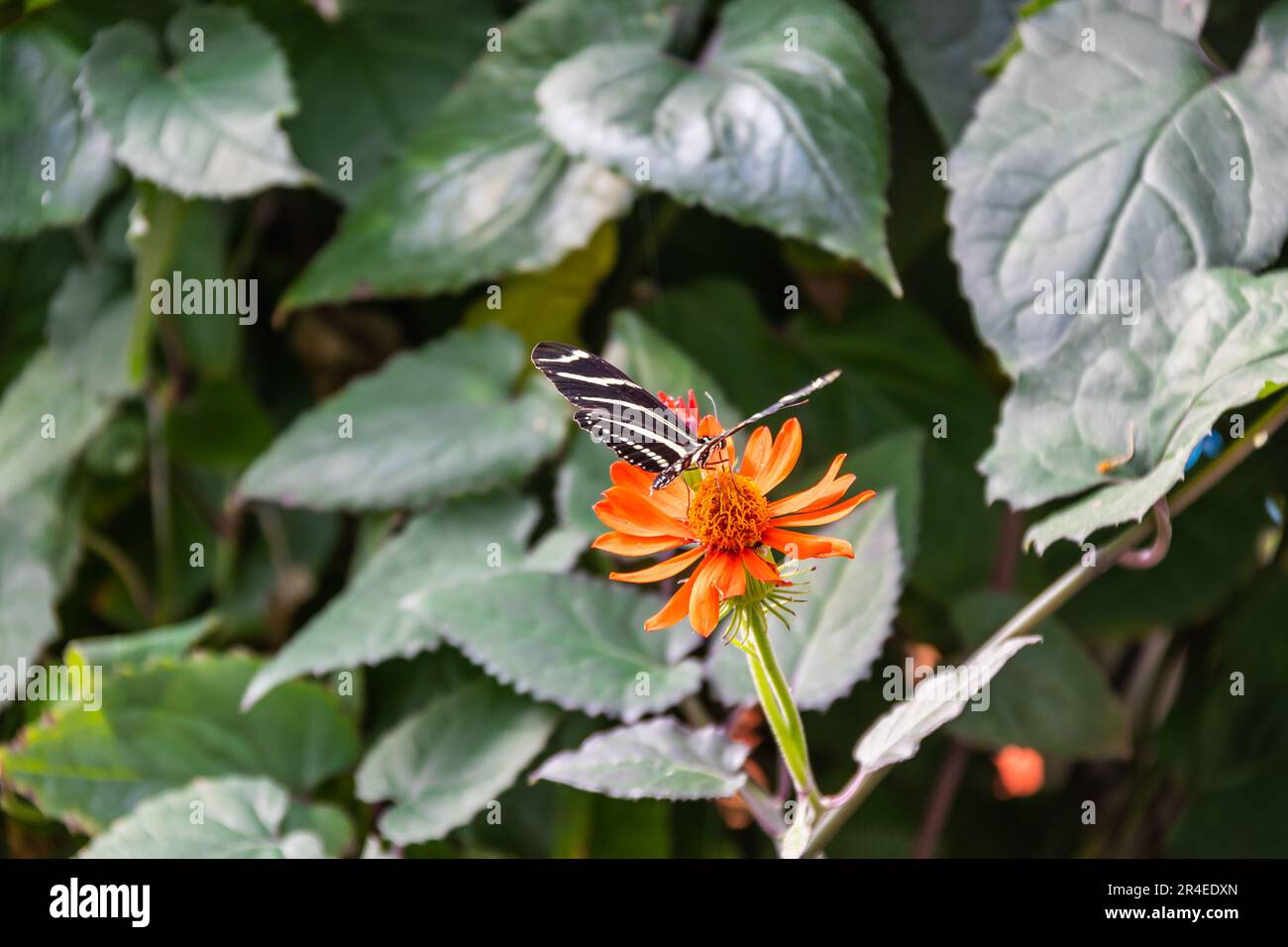 A Zebra Longwing butterfly on a blooming Mexican Flame Vine with a slightly blurred background of green leaves. Stock Photo