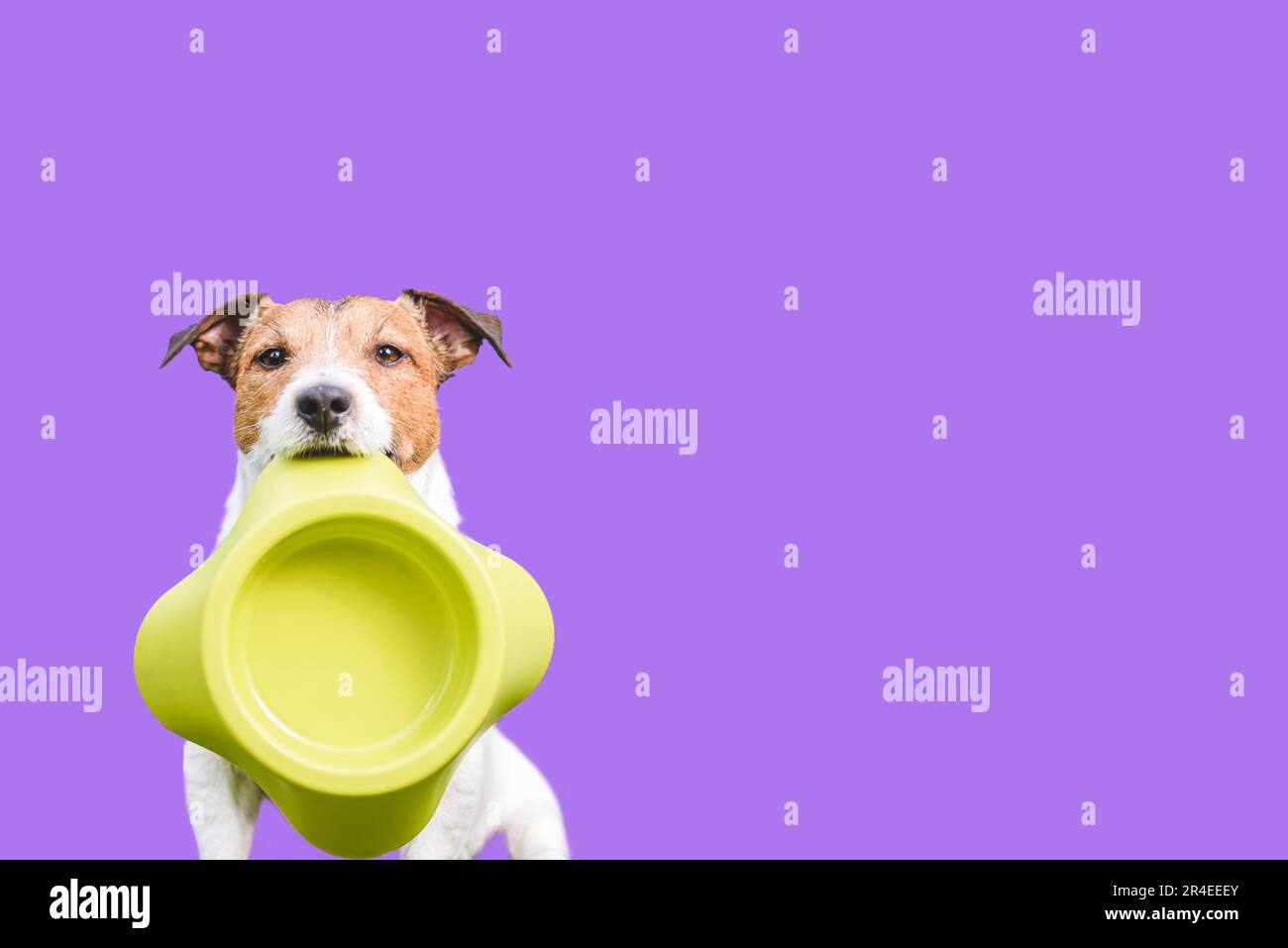 Hungry dog holding empty bowl wants to eat some food. Solid color background Stock Photo Alamy