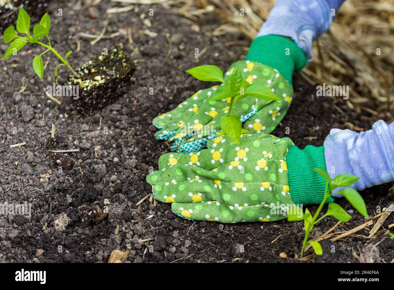 Hands planting new vegetables in garden soil. Stock Photo