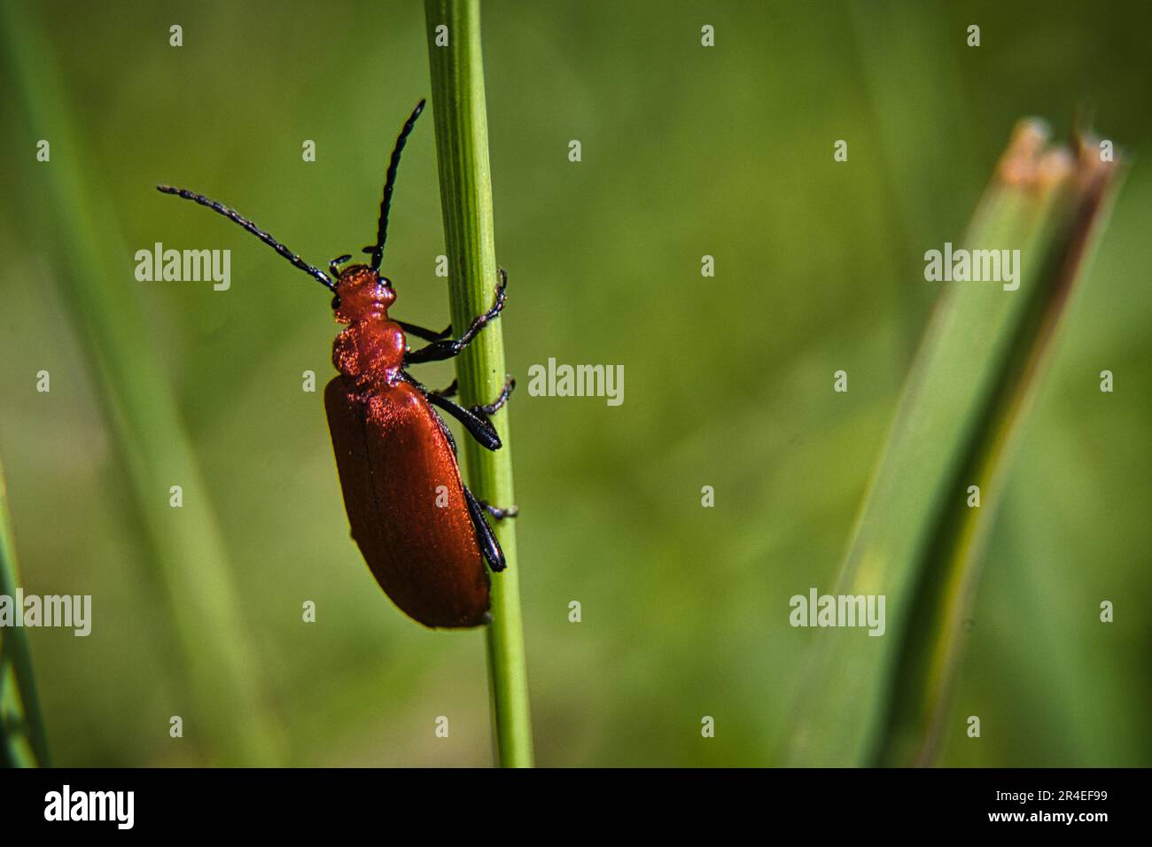 Red headed cardinal beetle Stock Photo
