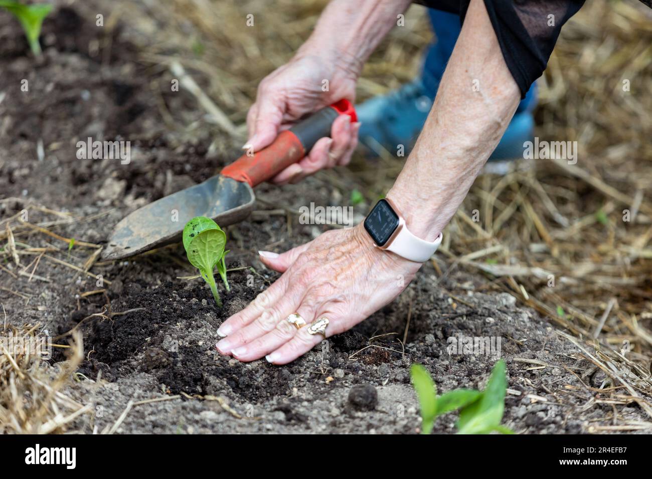 Hands planting new vegetables in garden soil. Stock Photo